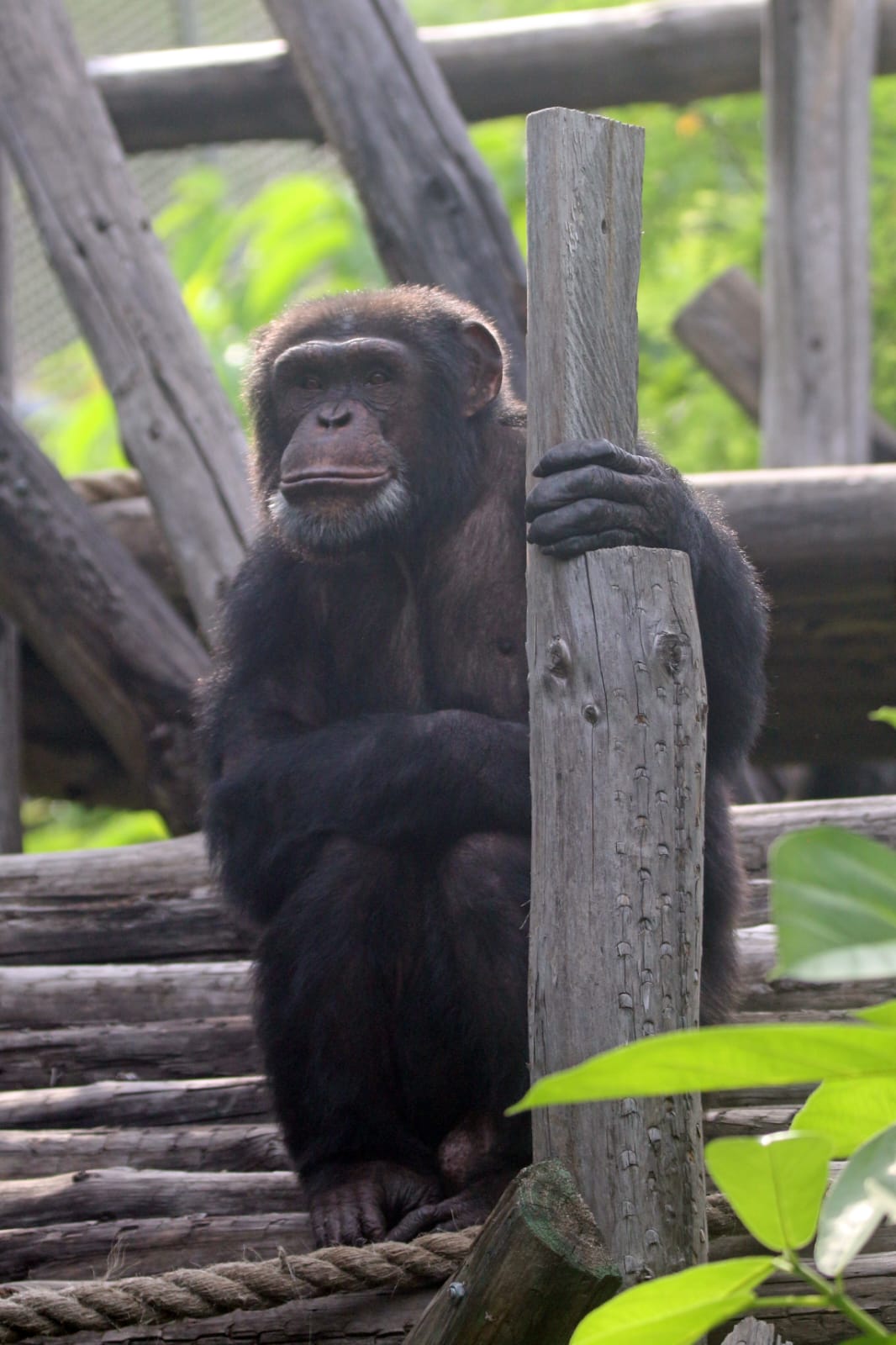 *આફ્રીકન રેઇન ફોરેસ્ટના ‘રતન’ ચિમ્પાંજીનું એકતા નગર બનશે “વતન” ત્રણ ચિમ્પાંજીનું આગમન*