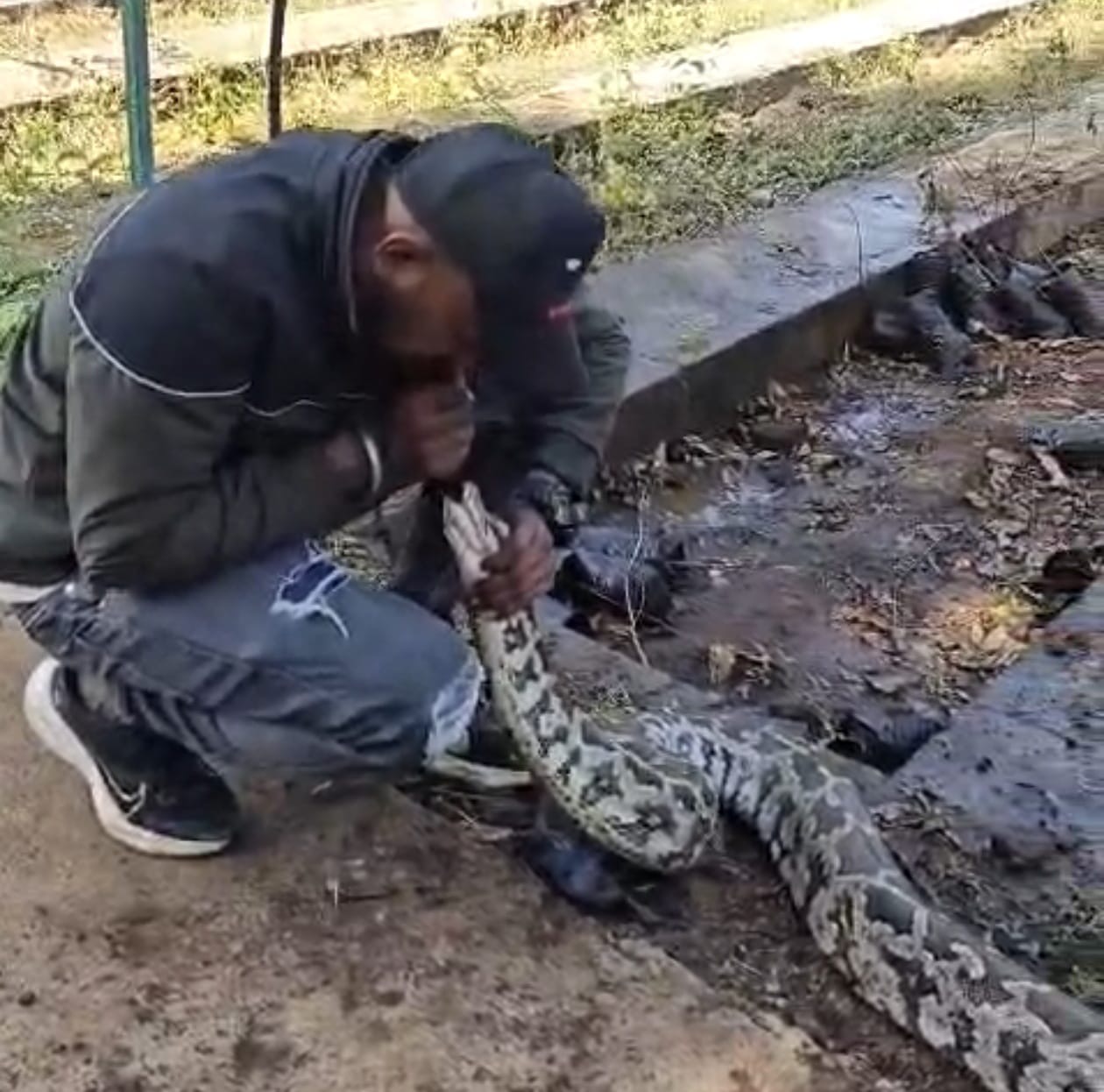 12 ફૂટ મોટા અજગરને સીપીઆર આપ્યો જુઓ પછી શું થયું