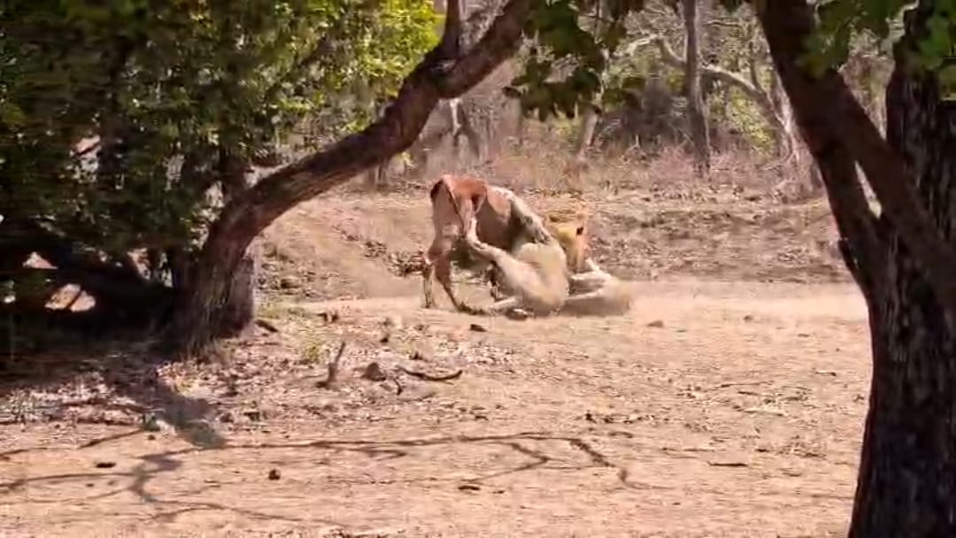 *Gir National Park ના જંગલમાં પ્રવાસીઓ સામે જ સિંહણે શિકાર કરતાં રોમાંચક અને રુંવાડા ઉભા કરી દેતી ઘટના સામે આવી છે*